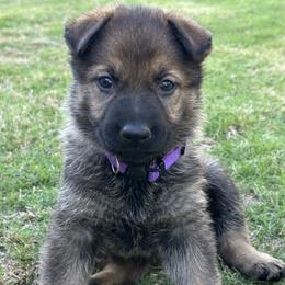 Lexi - Sable female German Shepherd puppy in Pelzer, South Carolina from Lisa's Canines