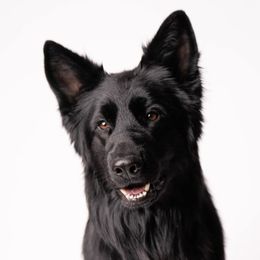 Velkan - German Shepherd