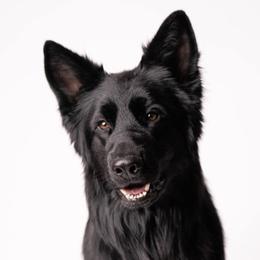 Velkan - German Shepherd