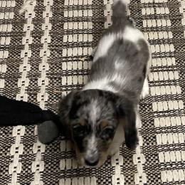 MOCHI - Dapple male Dachshund puppy in Elizabethtown, Kentucky from Teeny Tiny Puppy Tails