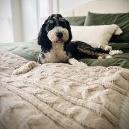 Stella - Bernedoodle