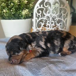 Rio - Merle female Bernedoodle puppy in Eagle Mountain, Utah from Fur Real Puppies.