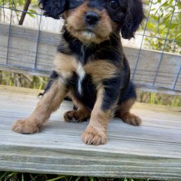 MEEKO - Black and tan Cavalier King Charles Spaniel puppy in Awendaw, South Carolina from Just A Little Cavalier