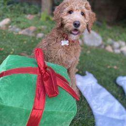 Goldendoodle Puppies from Dhalia’s Doodles