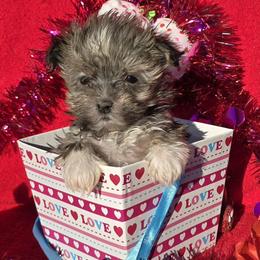 Cupid - Gold sable male Havanese puppy in Vinita, Oklahoma from Locust Creek Shih Tzu & Havanese