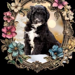 HOLLY - Aussiedoodle puppy from God’s Little Aussies