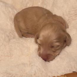 Pumpkin - Cream female Dachshund puppy in Modesto, California from Golden State Mini Doxies