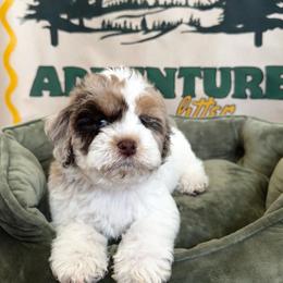 Scout - Brown white and tan male Cockapoo puppy in Bountiful, Utah from EasyBreezyDoodles