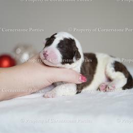 Jingle - Brown and white male Portuguese Water Dog puppy in Brookville, Ohio from Cornerstones Porties