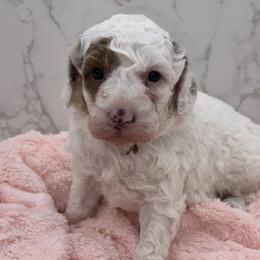 Patches - Parti female Goldendoodle puppy in Kansas City, Kansas from Bella & Ivy’s Mini Goldendoodles of KC