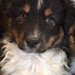 Australian Shepherd and Miniature American Shepherd Puppies from Hemlock Brook Farm and Kennels