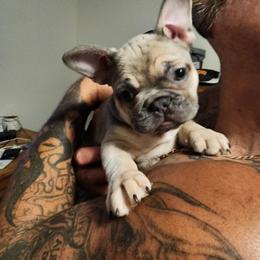 French Bulldog Puppies from Riggs Fabulous Frenchies of Alabama Blue Collar Rottweilers Von Haus Duxi