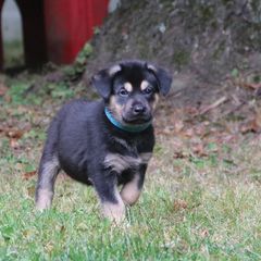 Chinook Puppies from Vanguard Chinooks