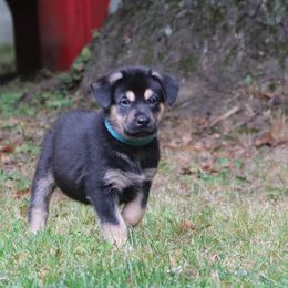 Chinook Puppies from Vanguard Chinooks