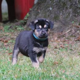 Chinook Puppies from Vanguard Chinooks