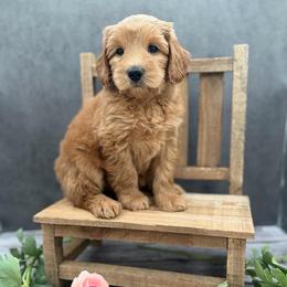 Celine - Red female Australian Labradoodle puppy in Denton, Texas from Liberty Hill Labradoodles