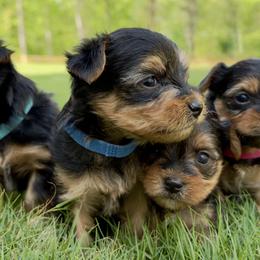 Yorkshire Terriers from Stephanie Bone