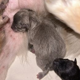 Mickey - Blue sable male Pomeranian puppy in Zavalla, Texas from Precious Puff Poms