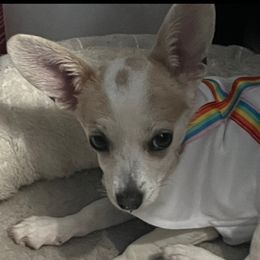 Cookie - Chihuahua