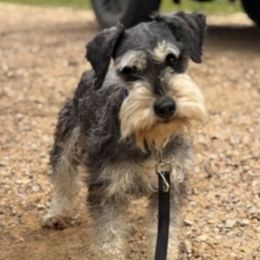 Lacy - Miniature Schnauzer
