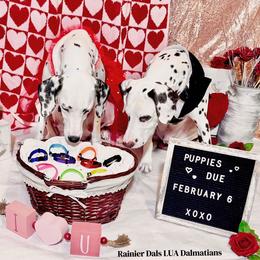 Dalmatian Puppies from Rainier DALS LUA Dalmatians of Washington