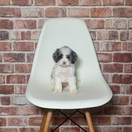 Rose - Merle female Cavapoo puppy in Calhoun, Georgia from Happy Top Doodles