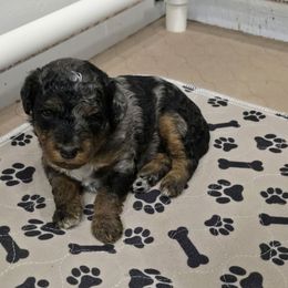 Yellow Collar Female - Merle female Double Doodle puppy in Killeen, Texas from Parrish Precious Ones Texas