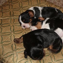 Cavalier King Charles Spaniel Puppies from SunRize Cavaliers