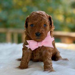 Grace - Red  female Poodle puppy in Salem, Oregon from Lavish Poodles