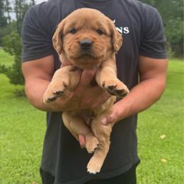 Orange Blaze - Dark golden male Golden Retriever puppy in Lincolnton, Georgia from Lincoln Kennels