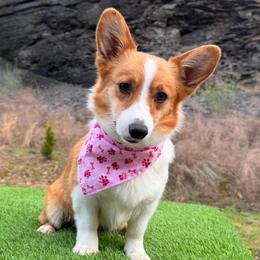Mal - Pembroke Welsh Corgi
