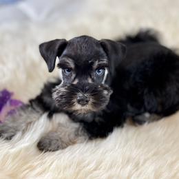 Miniature Schnauzer Puppies from The BrickHouse Miniature Schnauzers