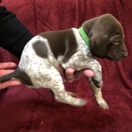 German Shorthaired Pointer Puppies from Jerri Ford