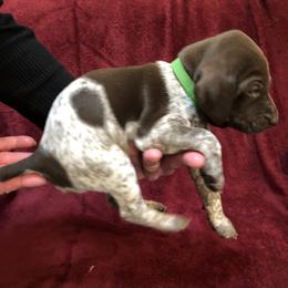German Shorthaired Pointer Puppies from Jerri Ford