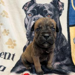 Purple collar: Magnolia - Black brindle female Cane Corso puppy in Franktown, Colorado from Earth and Ship Cane Corso