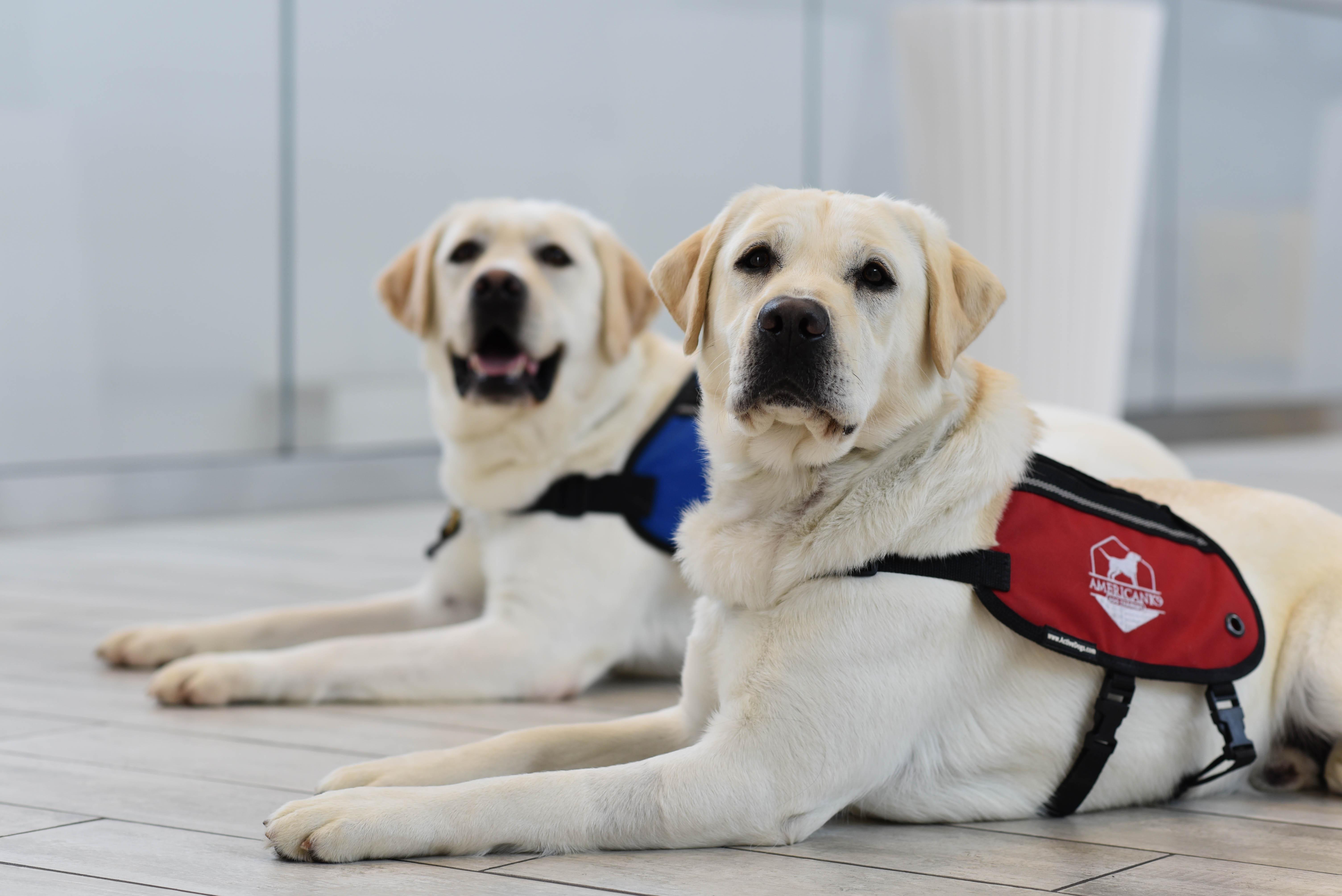 Freedom Ranch Labs in Maryland | Labrador Retriever puppies | Good Dog