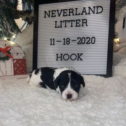 Cavalier King Charles Spaniel and Cavapoo Puppies from K’s Cavys