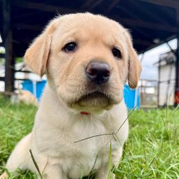 Susan - Yellow female Labrador Retriever puppy in Culpeper, Virginia from Blue Ridge Canine