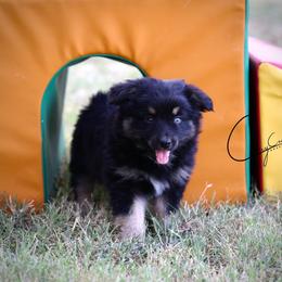 Bees Knees - Black tri female Miniature Australian Shepherd puppy in Prague, Oklahoma from Clay Creek Aussies
