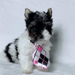 AKC Austin 2400 - Black tan and white male Biewer Terrier puppy in Cartersville, Georgia from Alpha Tiny Paws