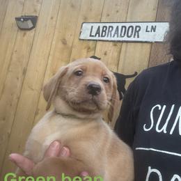 Green Bean - Yellow male Labrador Retriever puppy in Tigard, Oregon from Morrison Labrador Retreivers