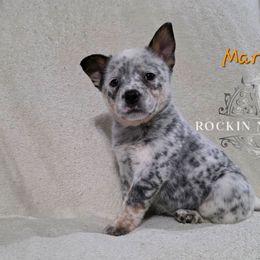 Marcie - Blue female Australian Cattle Dog puppy in Silsbee, Texas from Rockin ND Ranch
