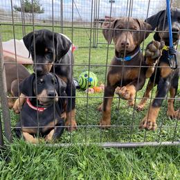 Doberman Pinscher Puppies from Jensen Dobermans