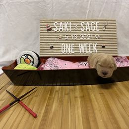 Golden Retriever Puppies from Golden Wise