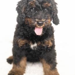 Charlie - Phantom male Bernedoodle puppy in Columbus, Ohio from Darcy Lee's Designer Doodles