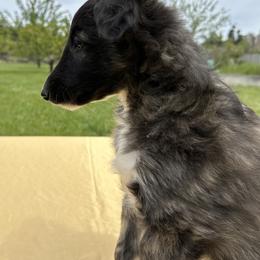 Silken Windhound Puppies from Luminous Silken Windhounds