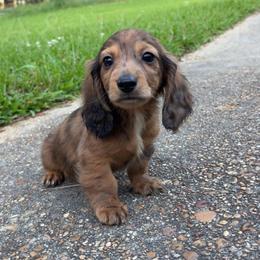 Male 3 - Dapple male Dachshund puppy in Brandon, Mississippi from A & N Kennels