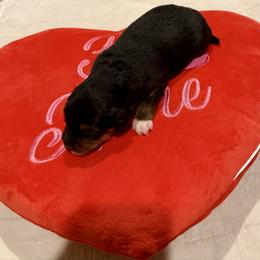 Valentina - Black tri-color female Aussiedoodle puppy in Grants Pass, Oregon from Woodwind Miniatures