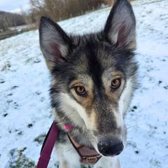 Dreamcatcher (AKA Dreamy) - Native American Indian Dog