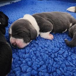 Shadow - Blue and white male Basset Hound puppy in Surprise, Arizona from Howlin Hounds